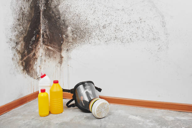 Mold Removal Process in Heeia, HI