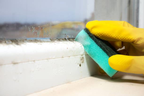 Best Commercial Mold Removal  in Heeia, HI