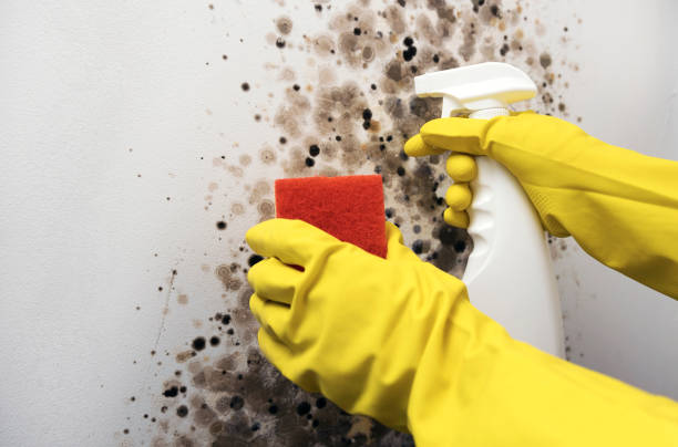 Best Black Mold Removal  in Heeia, HI