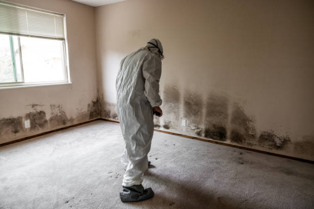 Best Office Mold Removal Services  in Heeia, HI