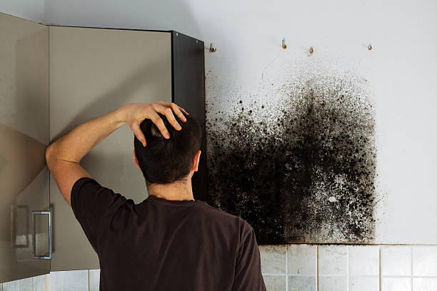 Best Certified Mold Removal  in Heeia, HI