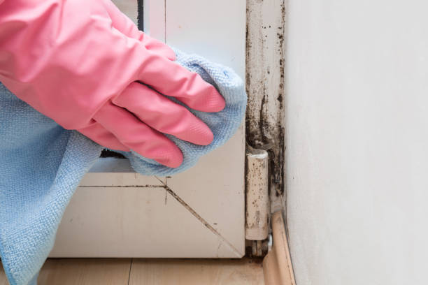 Best Mold Cleaning Services  in Heeia, HI