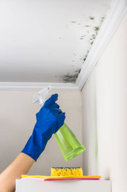 Best Residential Mold Removal  in Heeia, HI