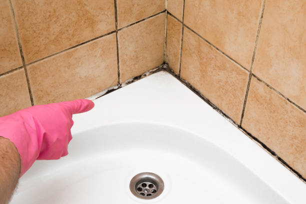 Best Local Mold Removal Service  in Heeia, HI